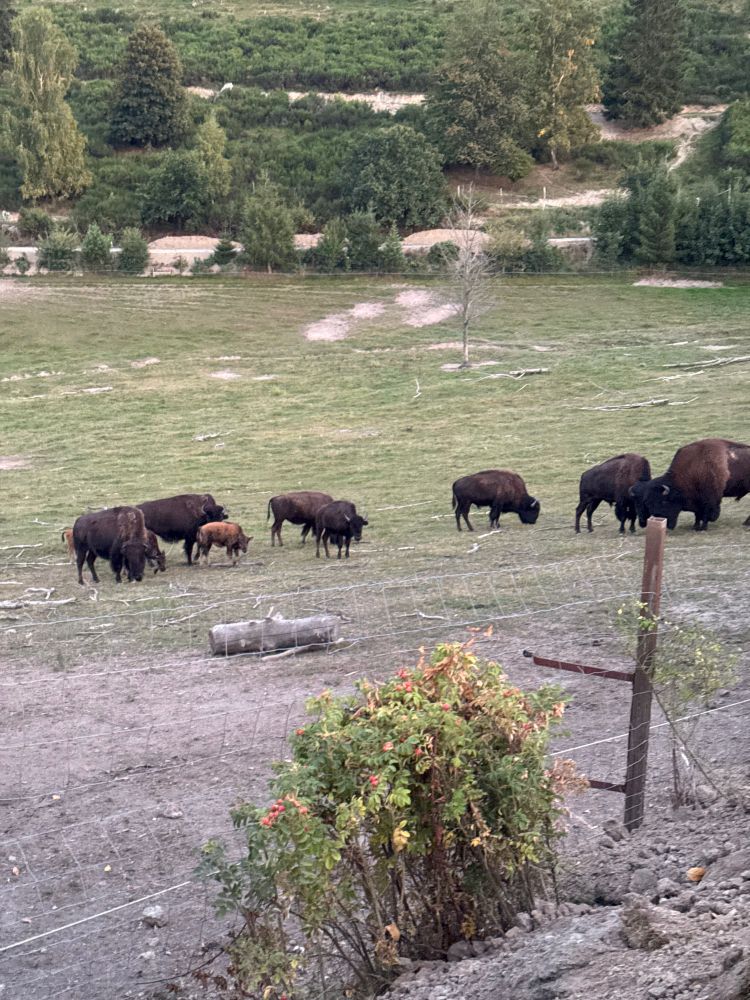Weidende Bisons.