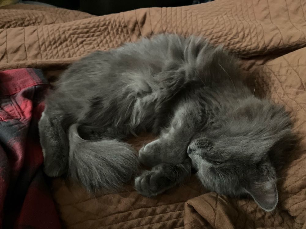 Haggis
Sleeping grey kitty