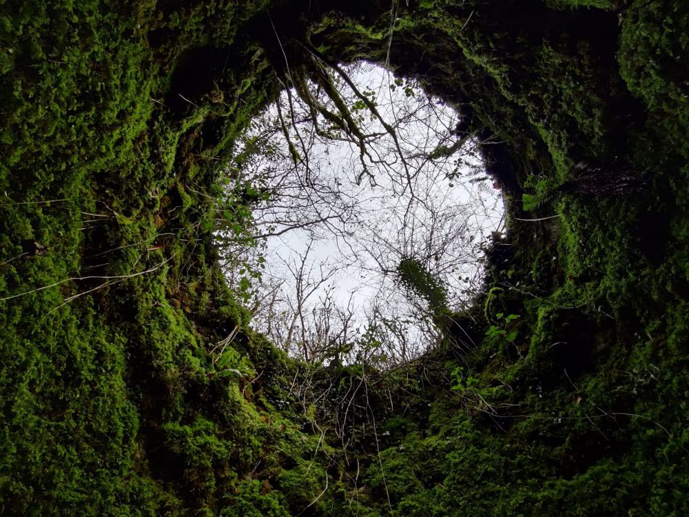 A photo taken from inside a circular roofless structure looking up to see the trees and foliage against a grey sky.

The walls are covered in green moss and vegetarian. 