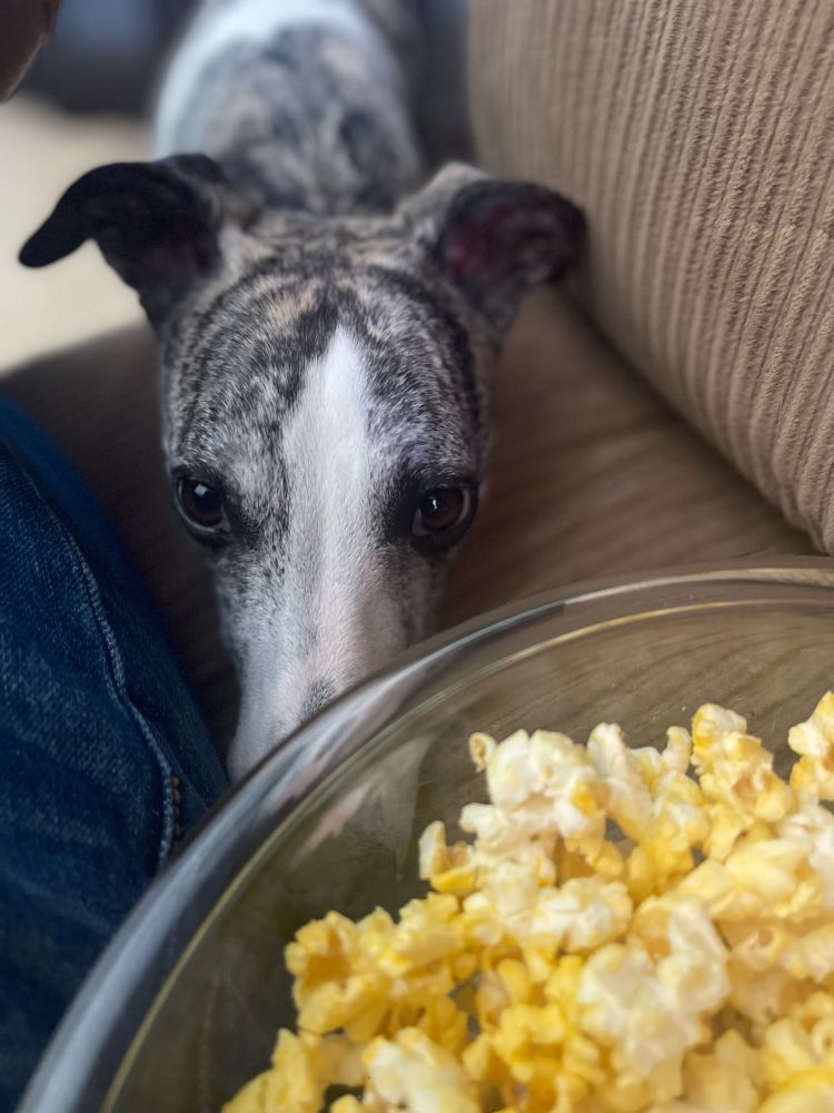 Brindle and white whippet resting his chin on a brown couch looking longingly at a bowl of popcorn 