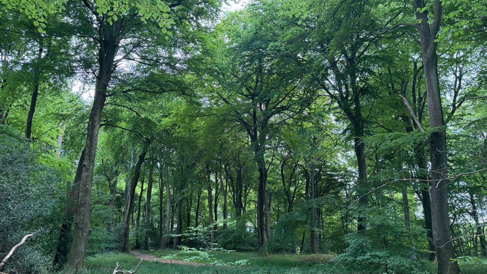 Beech trees in a wood