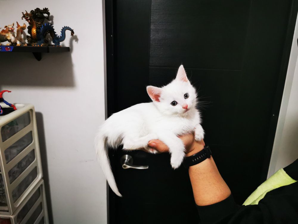 Photo with my holding my one month old kitten, who fits in my hand