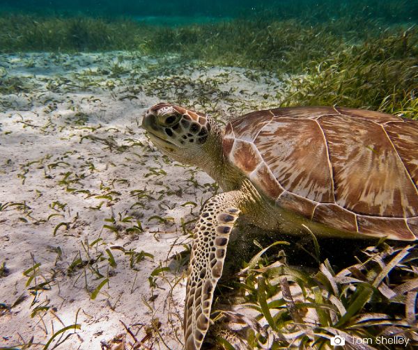 Loggerhead turtle on seabed