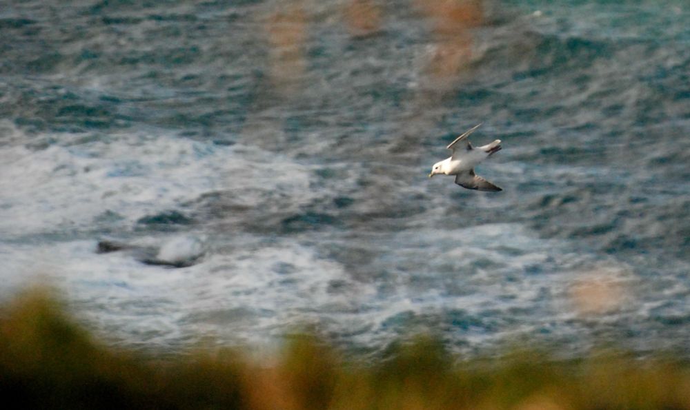 Northern Fulmar | Godrevy