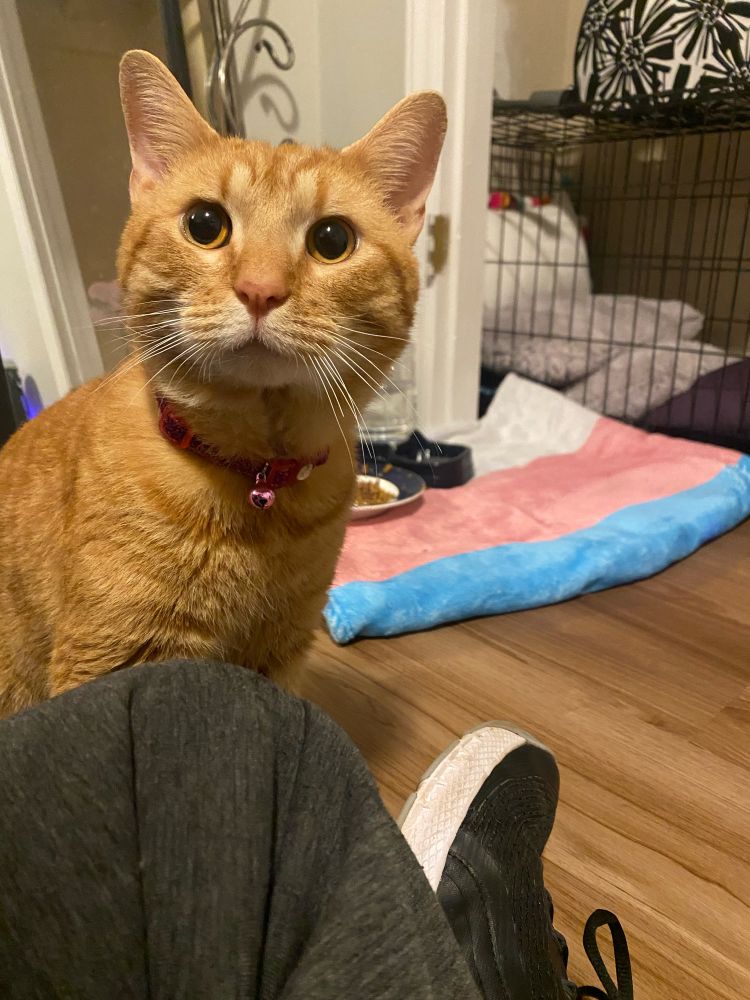 Mango home from the vet