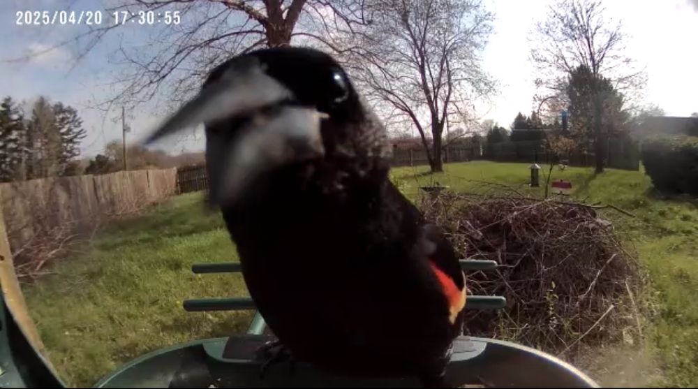 aforementioned bird, hollering 