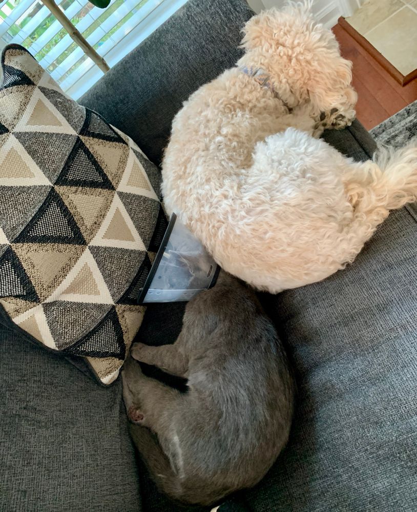 Small gray kitten with a cone on its head is snuggled up on a gray couch with a small white dog. The pillow on the couch is black, beige, and off-white. 