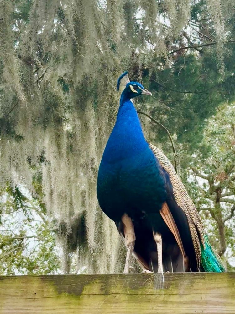 Peacock perched on wood beam