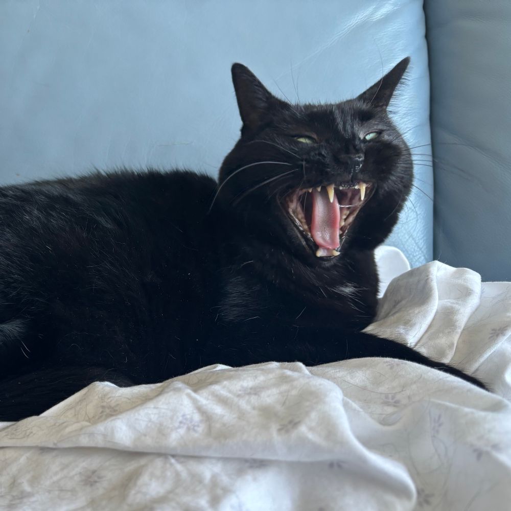 A black cat mid-yawn lying in a white sheet on a blue leather couch.