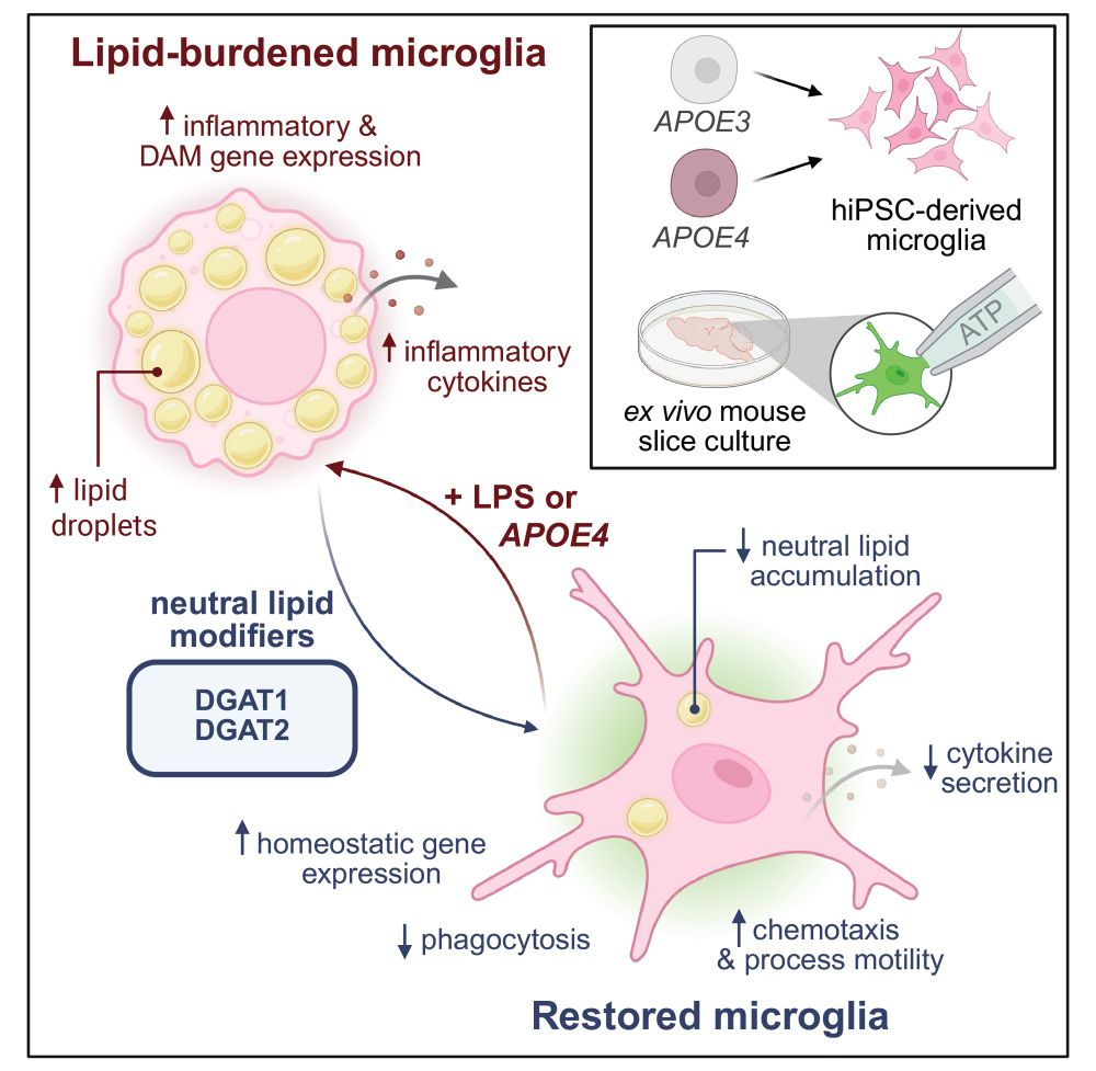 A graphical abstract showing how triglyceride metabolism is necessary for microglial activation and can be used to modulate inflammation and disease phenotypes in APOE4 microglia. 