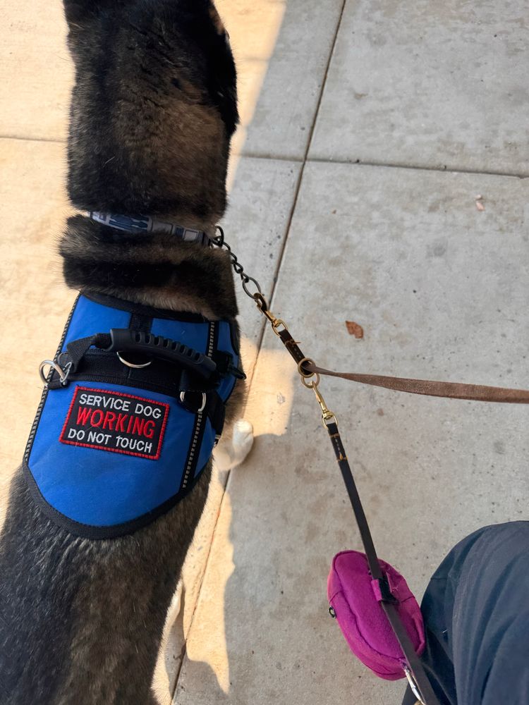 Husky wearing a blue service dog vest with badge that says service dog WORKING do not pet 