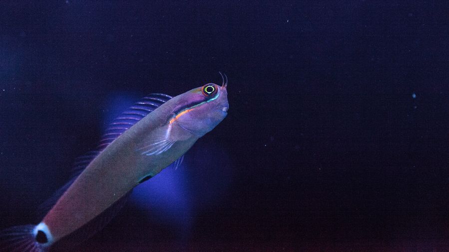 Tailspot Blenny Ecsenius stigmatura by LagunaticPhoto
