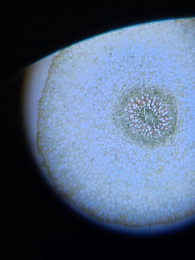 Microscopic image of pulvinus 