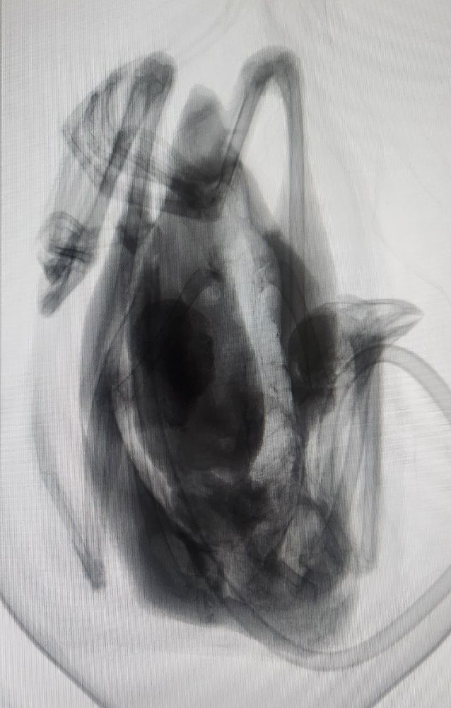 X-ray view of an American coot (Fulica americana) getting ready for a CT scan.