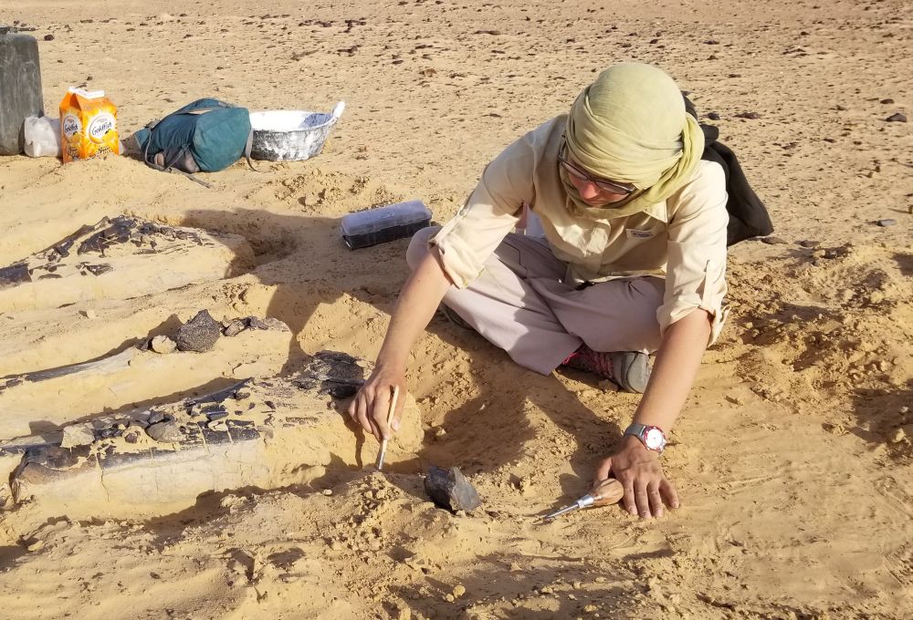 Me excavating limb bones a dinosaur in Niger.