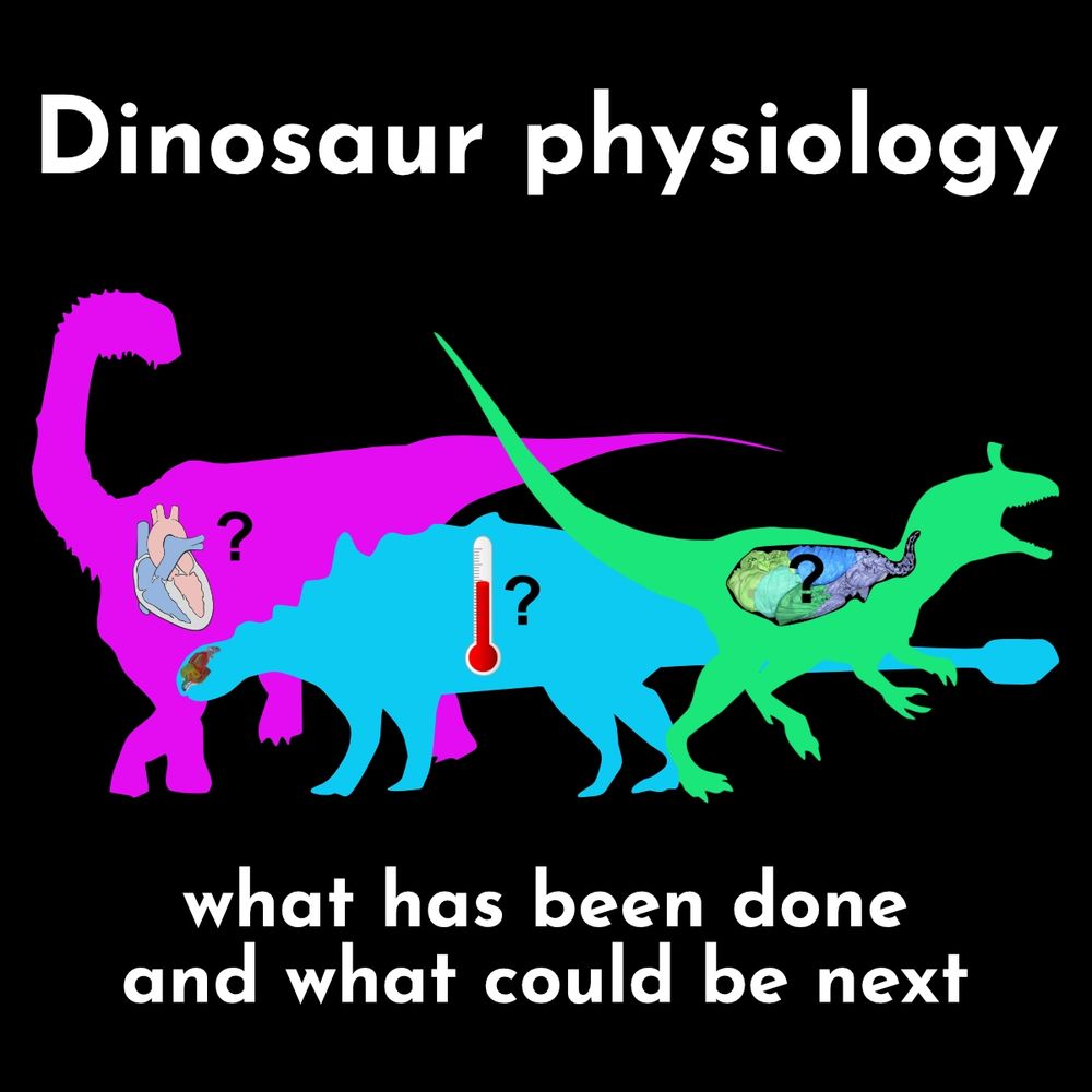 Text: dinosaur physiology: what has been done and what could be done next. Image is a sauropod with a heart icon and a question mark, an ankylosaur with a thermometer and question mark and CFD model on its head, and theropod with bird lungs with a question mark.