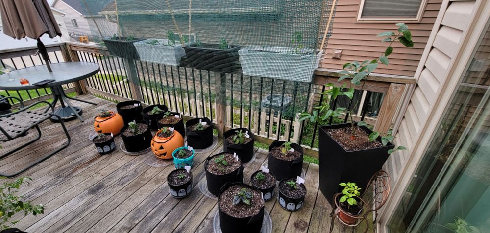 Young peppers in assorted containers, including Halloween candy buckets, on the edge of a deck.