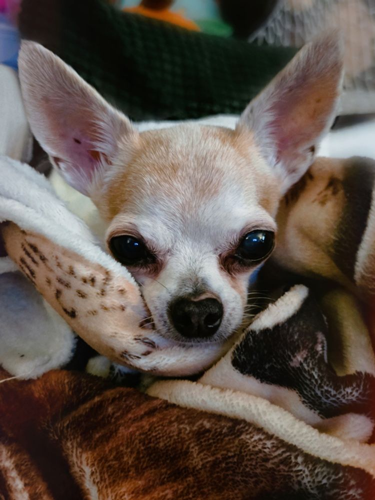 A closeup photo of my small brown chihuahua Cecil. He's sitting in a pile of blankets with his chin resting on the top to look at the camera 