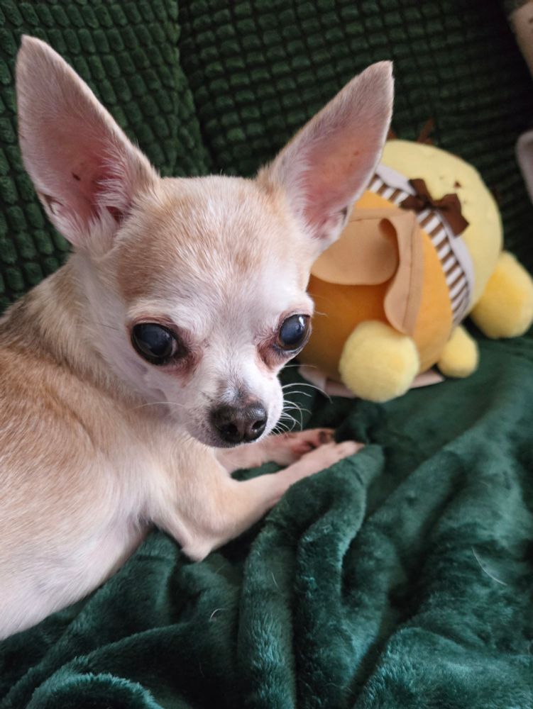 My small brown chihuahua Cecil lying on a dark green blanket with dark green pillows. He's next to his yellow dog plushy and looking at the camera with his ears perked 