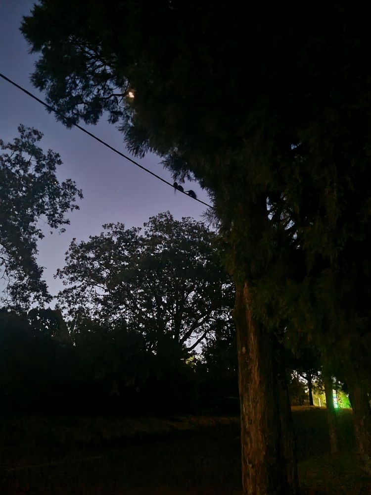 Twilight silhouette of a mumma possum and her babies travelling along power lines on a suburban street.