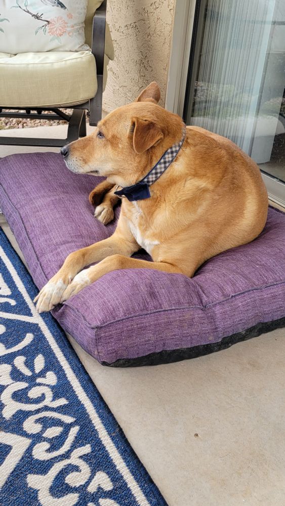 Pupper is wearing a blue and white collar that has a bow tie on it.