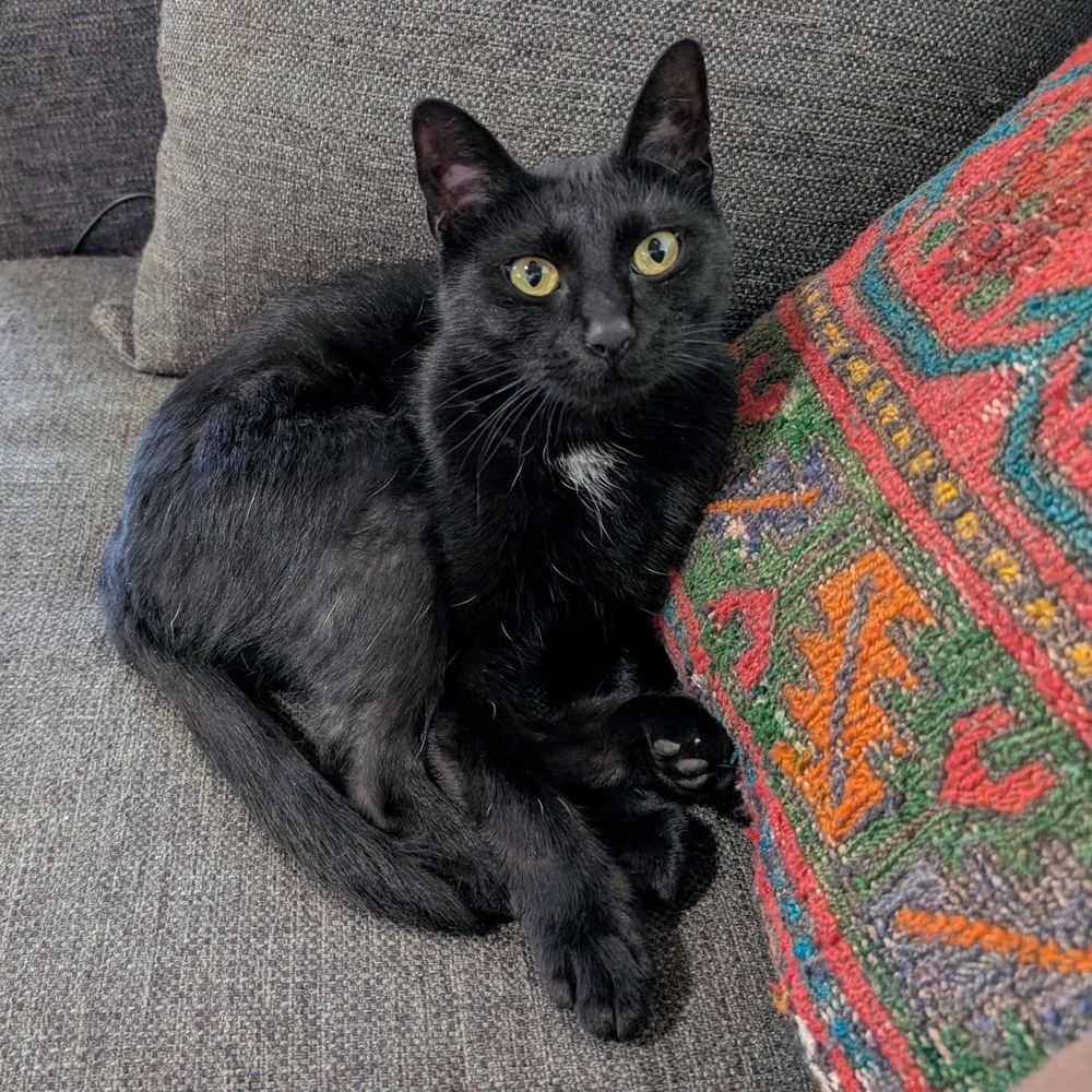 A half grown black kitten sits on a sofa with her tail and feets stretched out together.