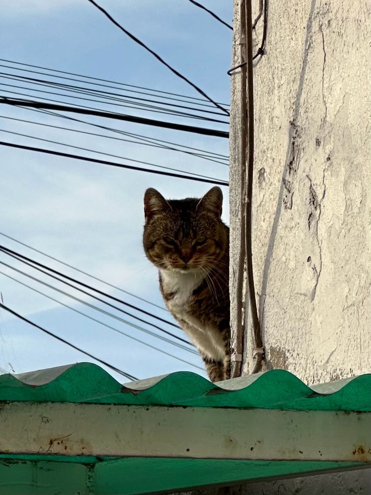 Cat peeking from behind a wall & glaring at OP.