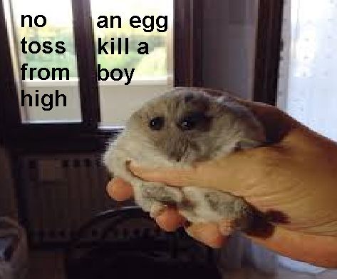 wet goblin holding a hampter

the windows say
no toss from high
an egg kill a boy