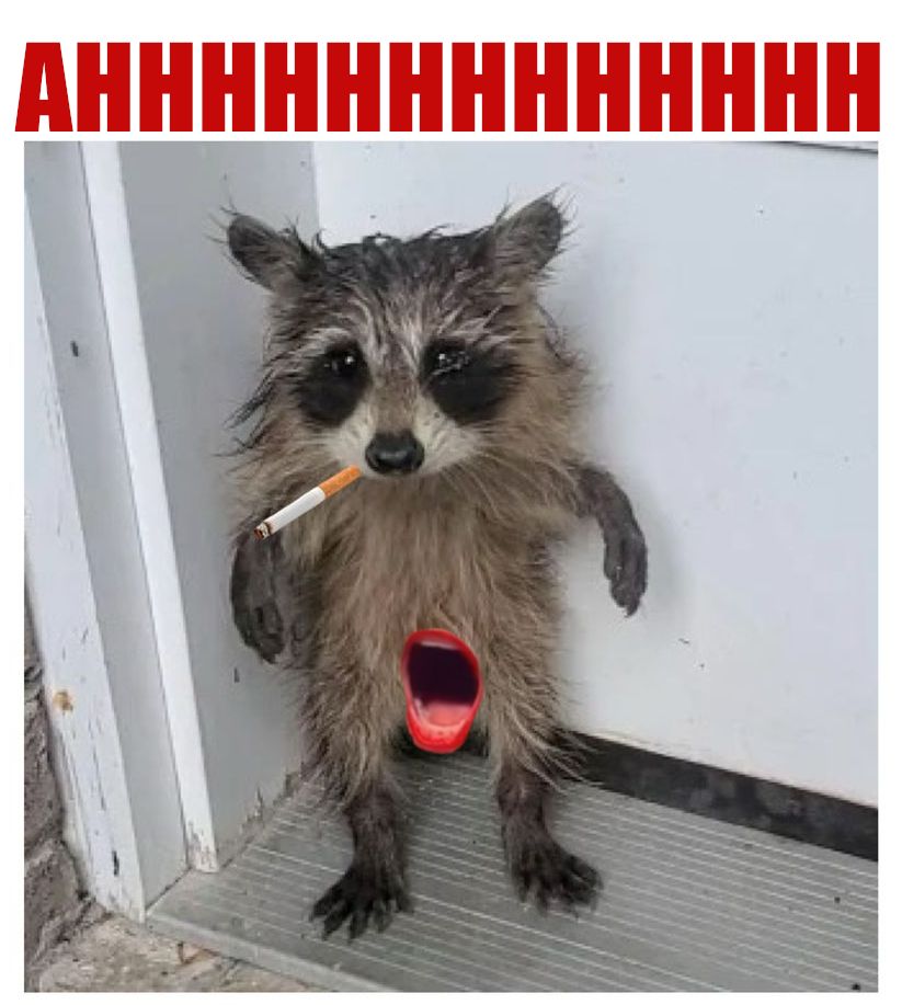 wet goblin's pet baby racoon, standing on two feet, with a mouth for a genitals

AHHHHHHHHHHHHHHHHHHHHHHHH