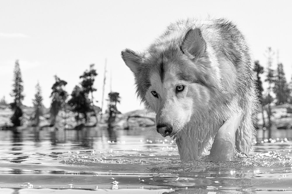 Black and white photo of a dog (weird mix of genetics but think of the physical appearance of a wolf-ish husky) stalking thru water that’s just below lens level.  The background is blurred conifer on rock.
