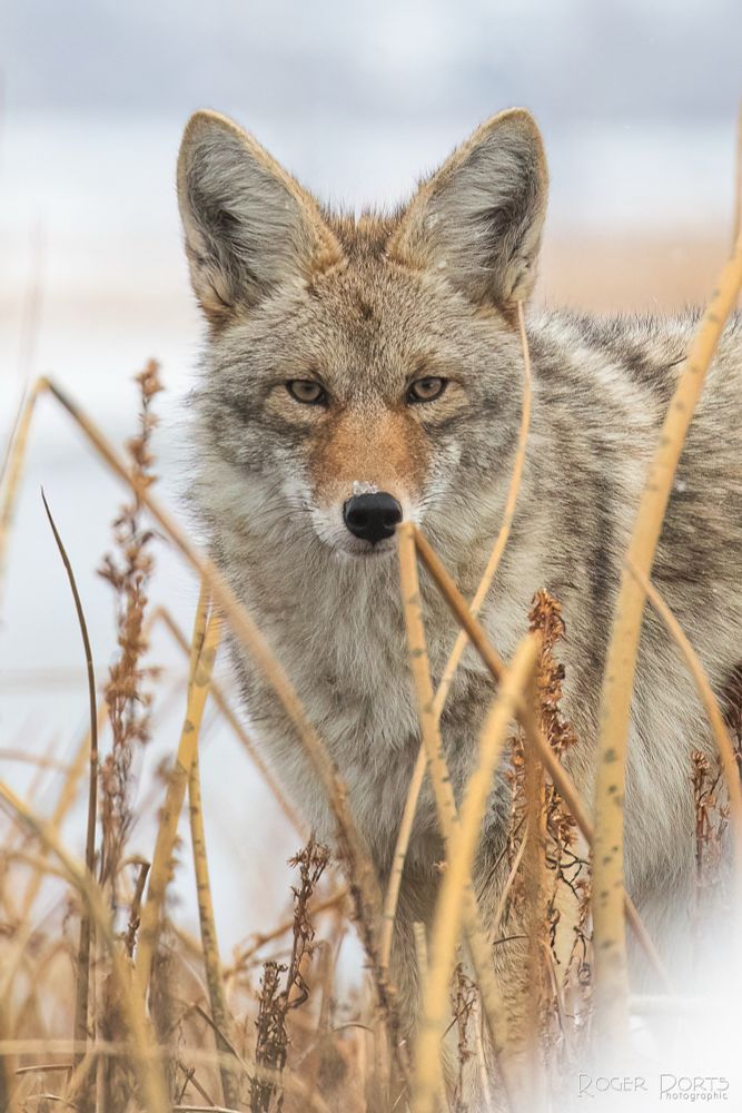 The coyote stares thru the winter-yellow reeds.  Its eyes are locked into the camera lens, but the massive ears are aimed at us as well.  