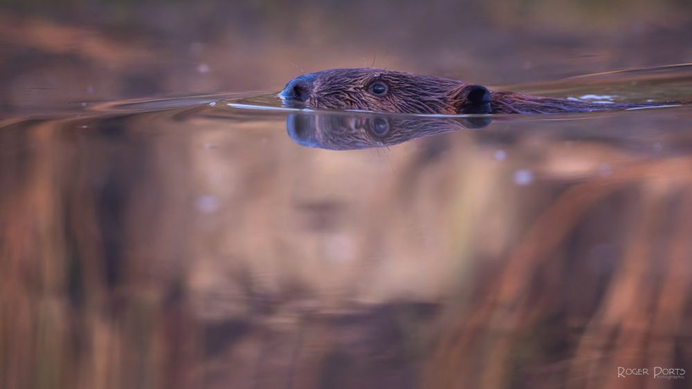 Golden tones and faint reflections of distant rushes fill the majority of the frame, the only thing in focus is the nose of the beaver following the wave being pushed in front of its body.  Attentive eye shows the reflection of the rising sun.  