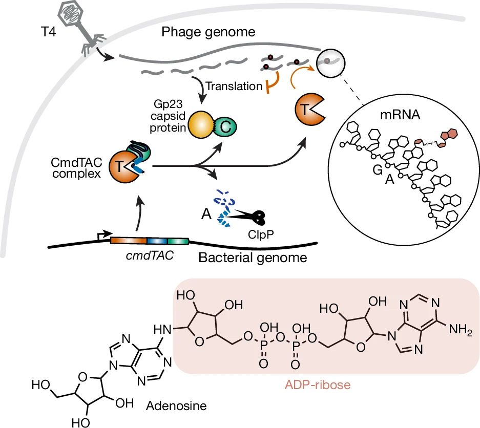Graphic showing modification of mRNA with ADP-ribose mediated by bacterial enzyme cmdTAC