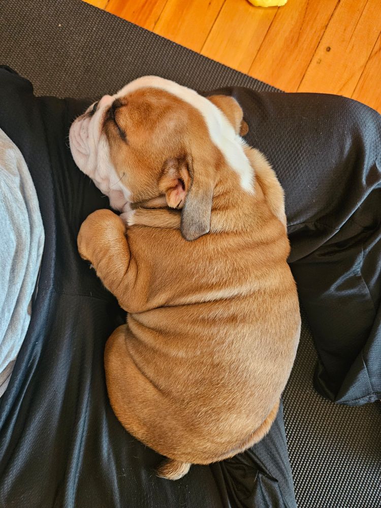The cutest bulldog puppy sleeping in my lap.