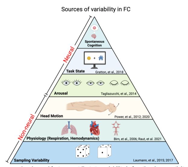 Pyramid showing relative influence of non-neural (sampling variability, physiology, head motion) and neural (arousal, task state, spontaneous cognition) effects on functional connectivity