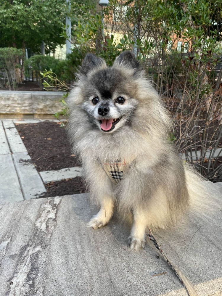 a pomeranian