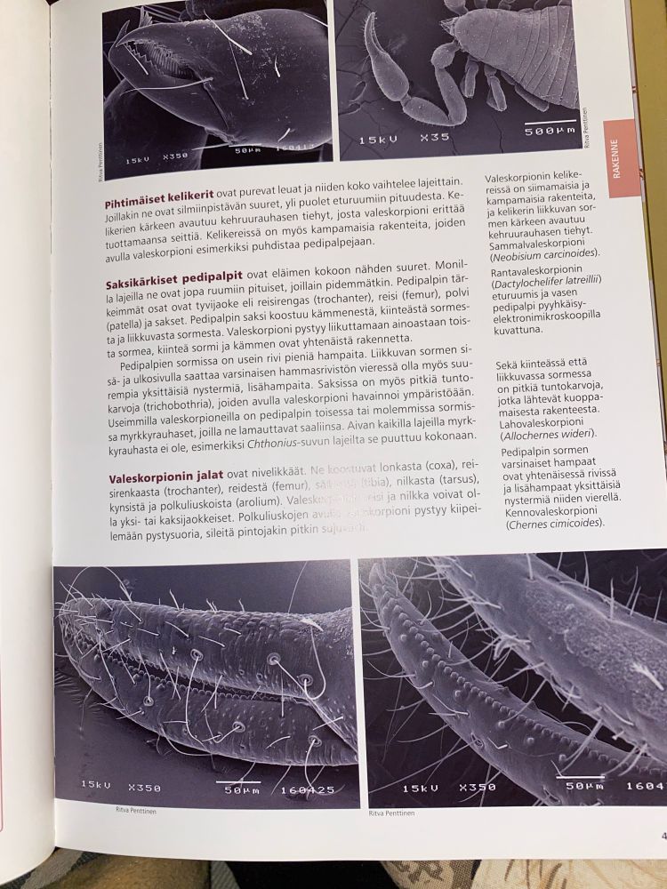 Micromacro photos and explanation of false scorpion claw/pedipalp/leg structure