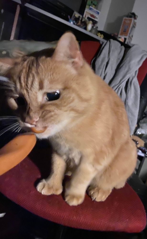 Ginger cat doing a desperate bite at the end of a weiner