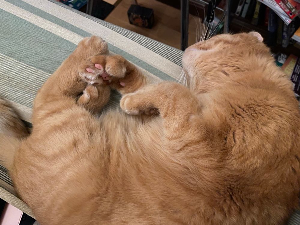 Orange cat lounging on the side of a moldy-green hammock