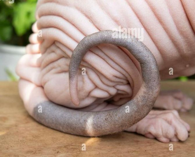 Closeup of s sphynx tail curled