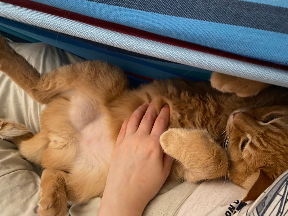 Ginger cat letting me pet its tummy