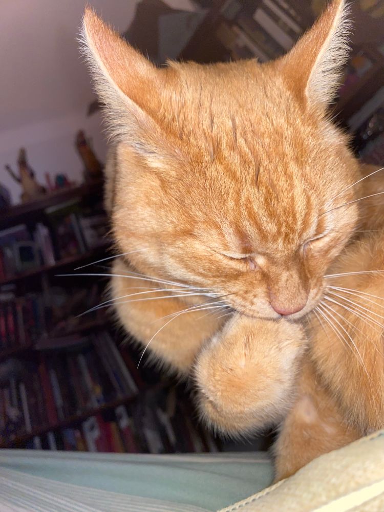 Ginger cat closeup, face scrunched up as its cleaning its paw