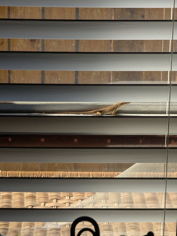 lizard on the window 