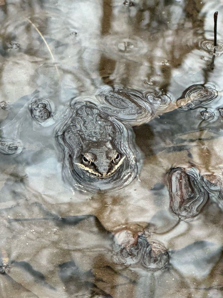 Wood frog in water
