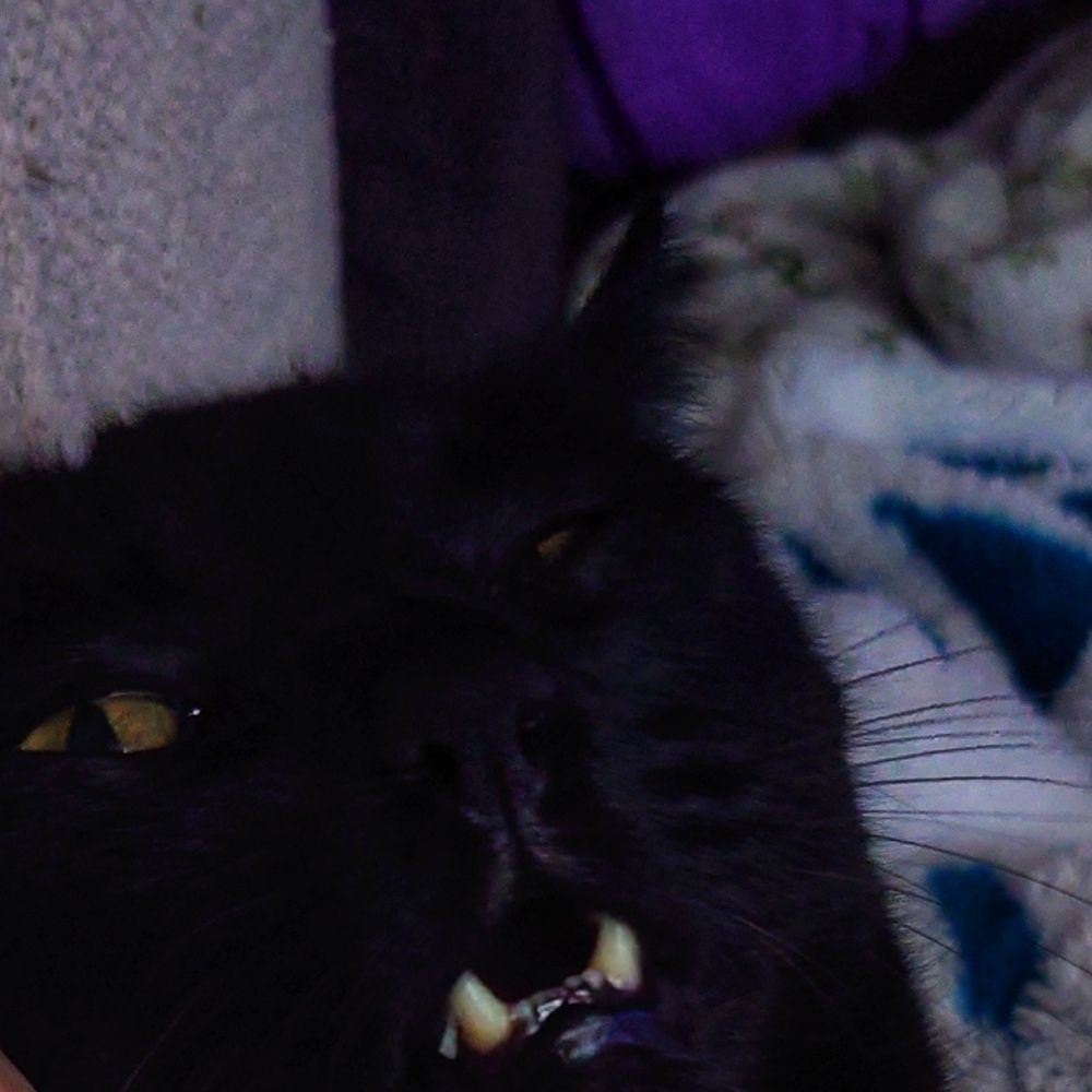 A black cat lying on a blanket looks at the camera, with one eye half closed and mouth agape, revealing bottom teeth. 