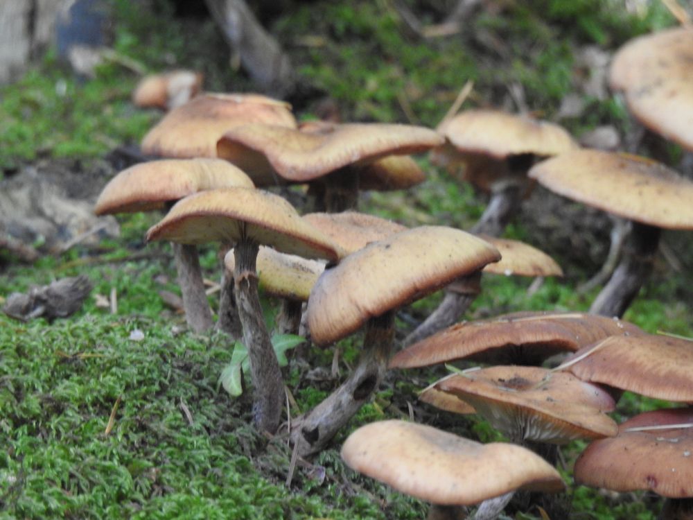 A group of honey fungi (?) in a line receding from the camera, growing through an area of moss.