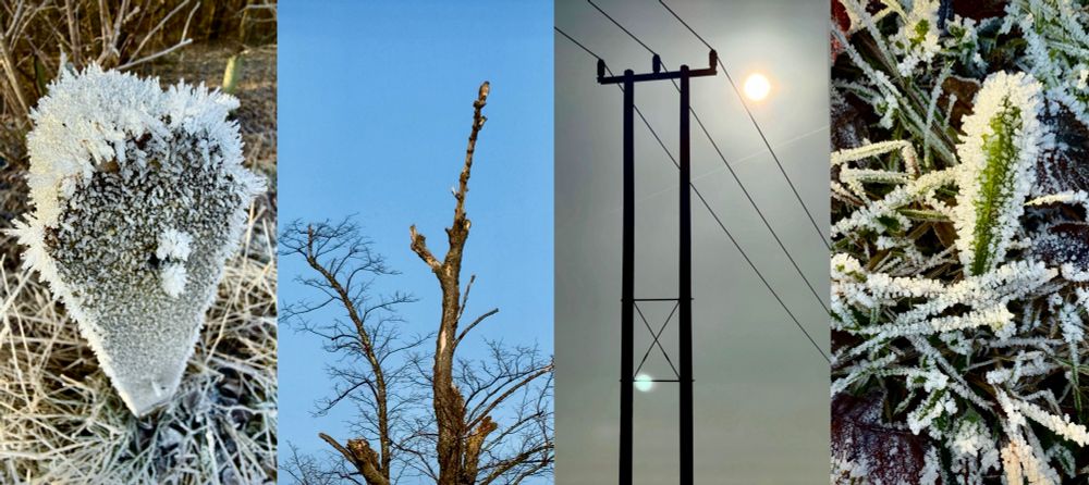 4 portrait pictures showing: Frost on a gate post; a kestrel sitting on top of the tree branch: a telegraph pole in the winter sun, frozen plant with frost on it
