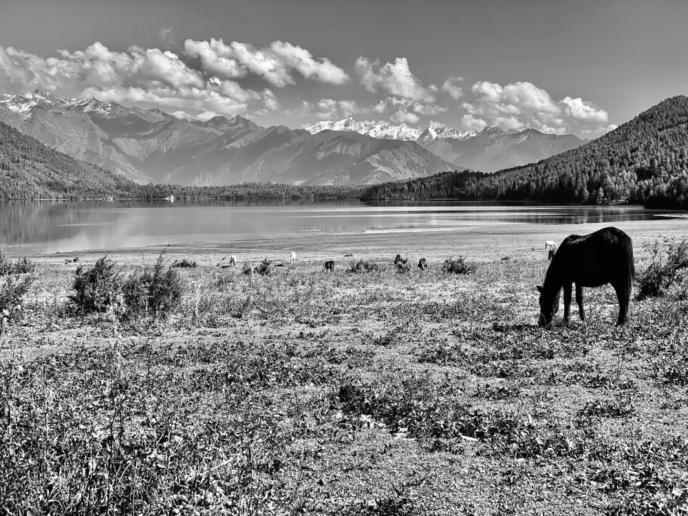 A black and white picture of a horse in front of Rara Lake in Mugu district, NE Nepal