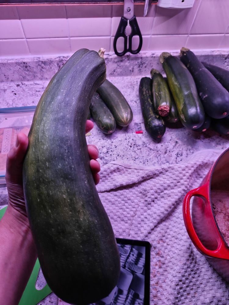 Giant-ass zucchini