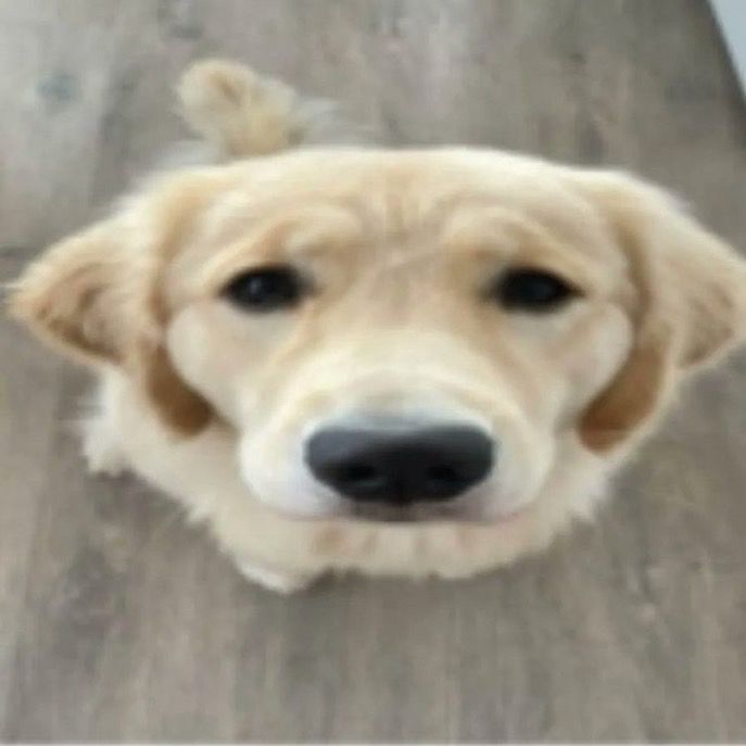 a golden retriever on a wooden floor looking up, the dog has a slightly sad expression and the image is a bit blurry